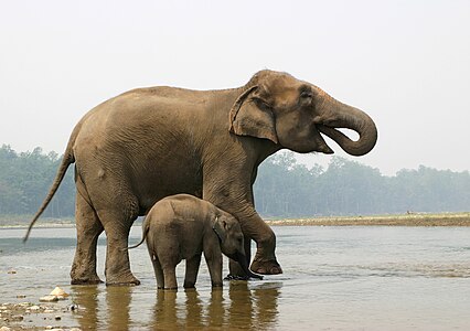 Patrino kaj ido en Srilanko