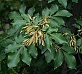 Foliage and fruit; Friuli-Venezia Giulia, Prov. Trieste, Italy