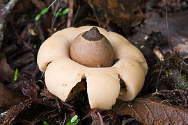 Geastrum saccatum (Geastrales).