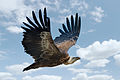 14 Gyps fulvus in flight uploaded by Ritchyblack, nominated by 1989