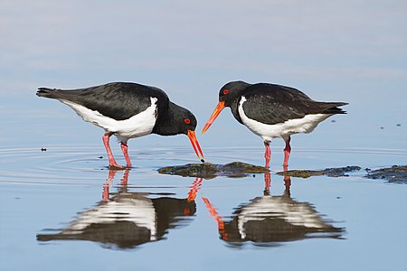 Pied oystercatcher, by JJ Harrison