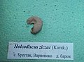 en:Holcodiscus ziczac (Karakasch) Lower en:Barremian, en:Brestak, Cr1 417 (Coll. St. Breskovski) at the en:Sofia University "St. Kliment Ohridski" Museum of Paleontology and Historical Geology