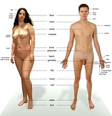 Photograph of an adult female human, with an adult male for comparison. Note that both models have partially shaved body hair.