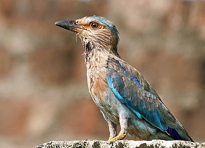 Nematurulo en Kolkato, Okcidenta Bengalo, Barato.