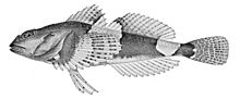 Microcottus sellaris