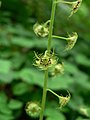 Mitella caulescens