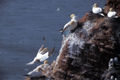 Morus bassanus, Northern Gannet