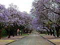 Viale della Jacaranda, nel quartiere delle Ambasciate