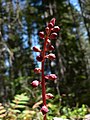 Pyrola asarifolia