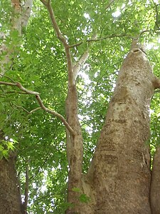 Стабло Platanus orientalis старо 2044 из Нагорно-Карабаха.