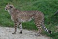 Çita (Acinonyx jubatus) Türkiye'de en son 19. yüzyılın sonlarında görülmüştür.