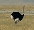 El avestruz el mayor de los ratites, el ave más pesada, y, con hasta 70 km/h, la más rápida ave corredora.