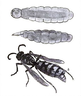 A Fêmea de um Strepsiptera é, na maioria das vezes, um endoparasita neotênico (imagens acima) do abdome de insetos das ordens Homoptera e Hymenoptera (imagem abaixo, com a f̃êmea indicada pela letra "a", no final do abdome).