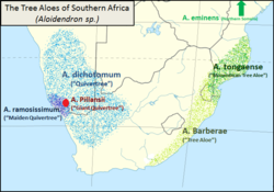 Mapa de distribución de A. dichotomum (azul claro) no sur de África.