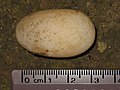 turtle egg