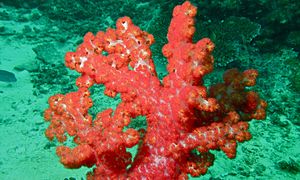 Colonia de Dendronephthya sp. en Sabah