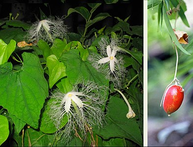 Pétalos desplegados y fruto de Trichosanthes ovigera, ornamental en Japón.