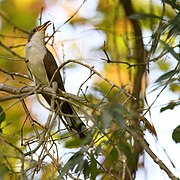 Yellow-billed cuckoo patuxent research refuge 9.8.23 DSC 4790-topaz-denoiseraw.jpg