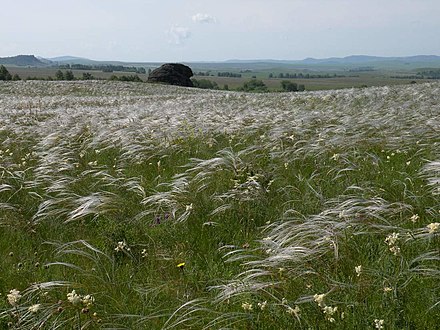 Estepe no sul da Sibéria (Krai de Altai).