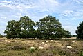 schapen op het Drouwenerzand