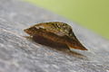 Acroloxus lacustris (Acroloxidae)