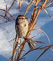 Image 69American tree sparrow in Central Park