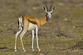 45 Antidorcas marsupialis, female (Etosha, 2012) uploaded by Yathin sk, nominated by Nikhilb239