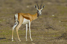 Antidorcas marsupialis, female (Etosha, 2012).jpg