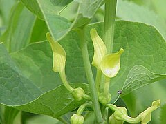 Aristolochia clematitis5.jpg