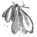 Baikiaea insignis