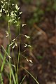 Bromus sitchensis