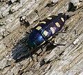 Buprestis Octoguttata