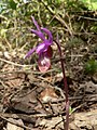 Calypso bulbosa