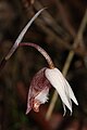 Calypso bulbosa