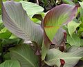 Canna (Agriculture Group) 'Edulis Dark'