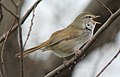 Japanese bush warbler