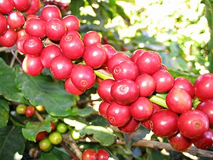 Red Catucaí Coffee, a variety of Coffea arabica, Matipó City, Minas Gerais State, Brazil