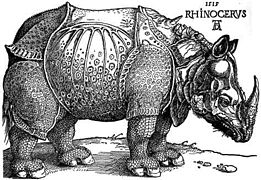 Rhinoceros Dürer, prej druri, 1515