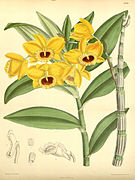 Dendrobium chryseum