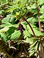 Dicentra formosa