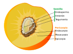 Miniatura para Fruto