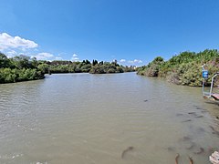 הביצות בשמורה, מימין ניתן לצפות בשפמנונים