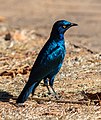 121 Estornino de El Cabo (Lamprotornis nitens), parque nacional Kruger, Sudáfrica, 2018-07-25, DD 56 uploaded by Poco a poco, nominated by Boothsift
