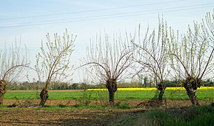 Gelsi - panoramio.jpg