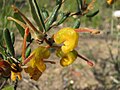 Miniatura para Grevillea chrysophaea