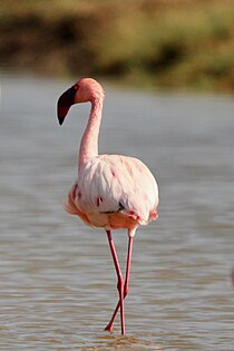 Mažasis flamingas (Phoeniconaias minor)