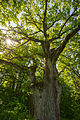 Ilzenberg oak