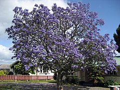 Jacarandá, árbol endémico del país que fue introducido en otras partes del mundo.