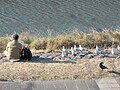 Thumbnail for File:Kamo-gawa in Kyoto Birds feeding hdsr S5 15.jpg