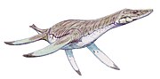 Leptocleidus